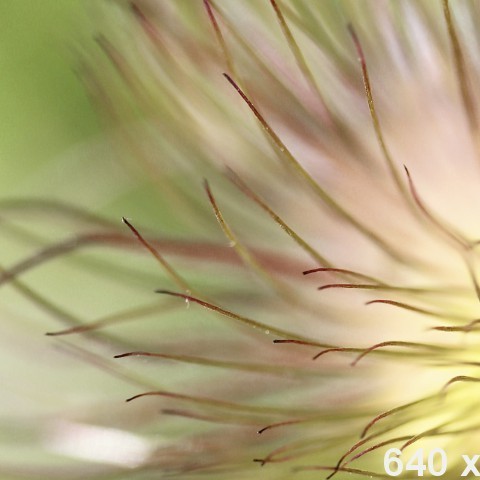 dummy-640x480-floral-2