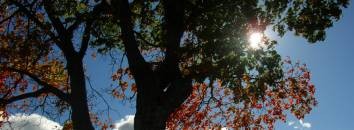 Pellentesque habitant morbi